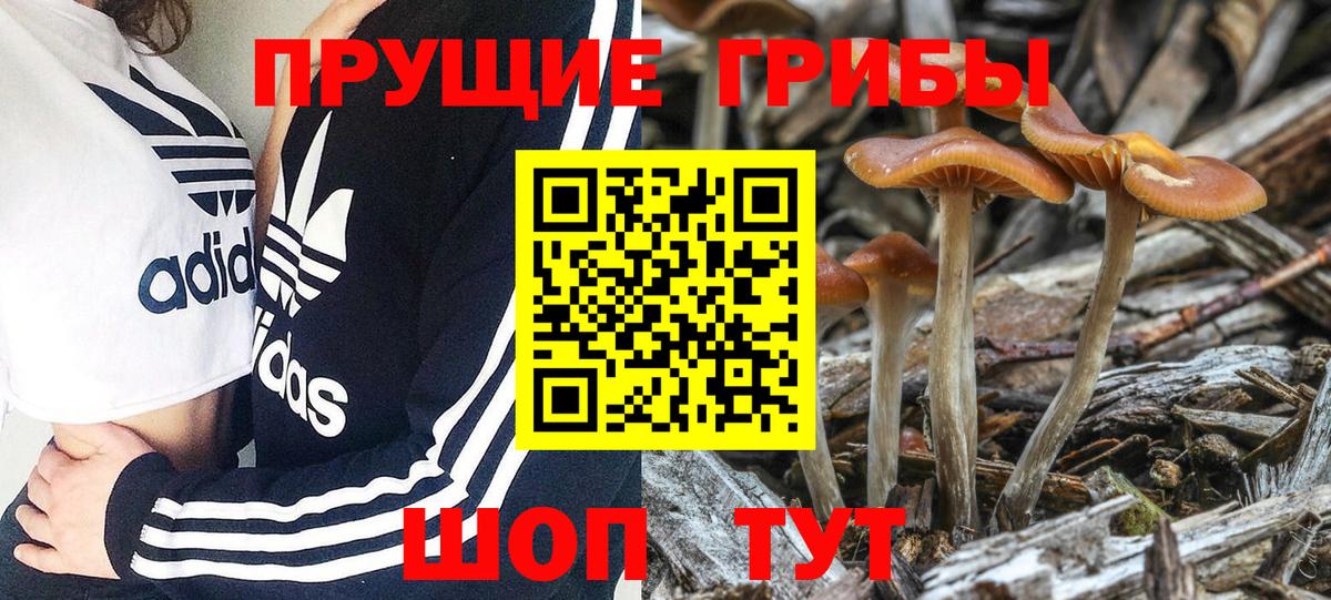 Галлюциногенные грибы Cubensis Прохладный